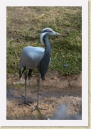 DSC_4164 Demoiselle Crane * 354 x 534 * (155KB)